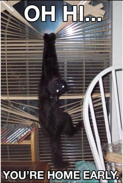 Top 5 Funniest Cat Streams Across All Networks! Top 5 Funniest Cat Streams Across All Networks!